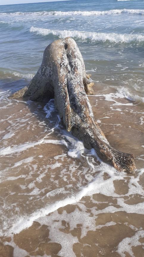 La spiaggia del litorale Nord