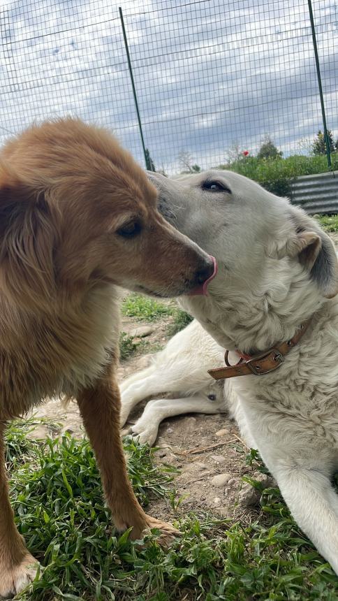 Il grande cuore di chi dona, bene la raccolta alimentare per gli amici a 4 zampe