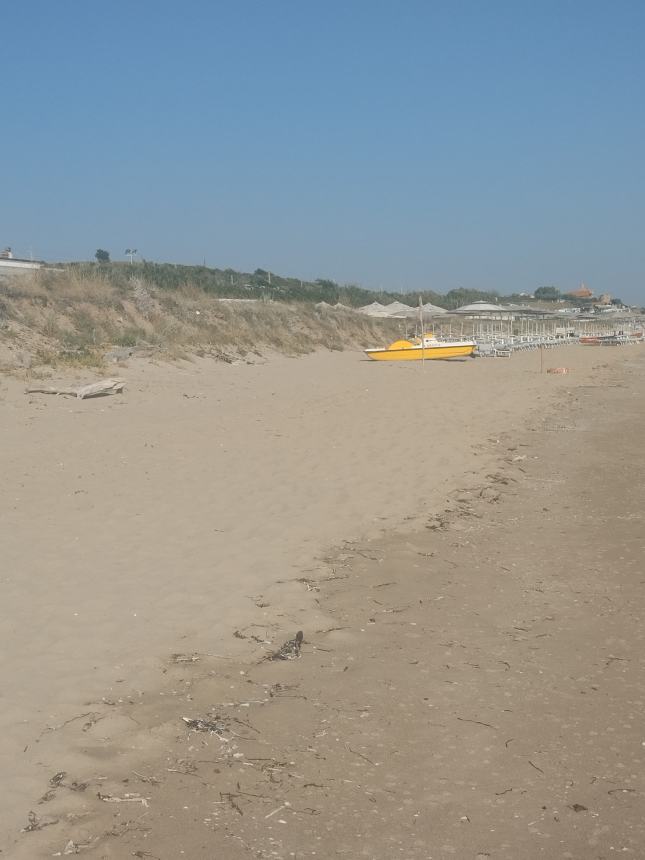 Tronchi sulla spiaggia del lungomare Nord