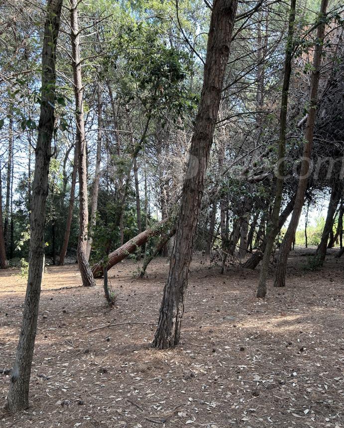 Lusito danneggiato e alberi pericolanti nella pineta Bartali, Barisano: “Interverremo”