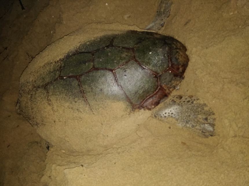 Tartaruga sulla spiaggia di Petacciato, volontari la mettono in sicurezza