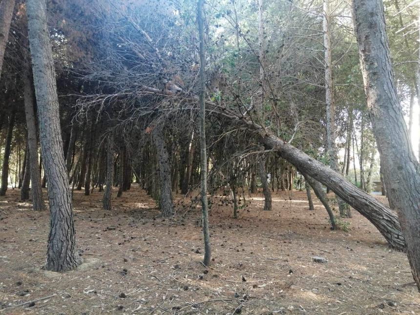 Alla Pineta Bartoli alberi caduti e terreno pericoloso, speriamo vengano presi provvedimenti”