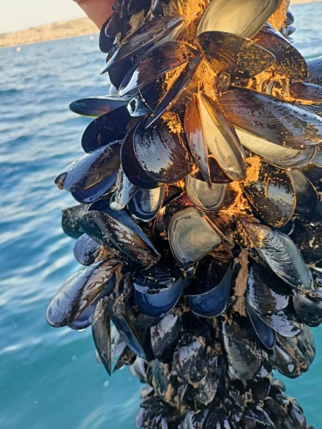 Cozze, immagine di repertorio