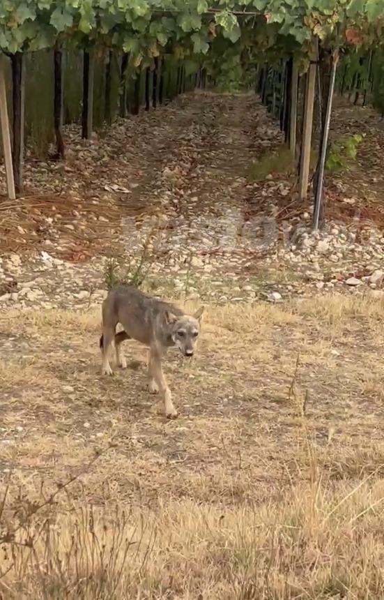 Secondo avvistamento di un lupo a Casalbordino, il video dell’incontro 