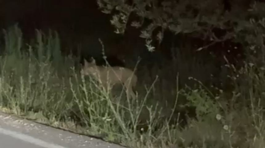 Avvistamento lupo: “È successo questa notte a San Lorenzo, vicino l’ex discarica”