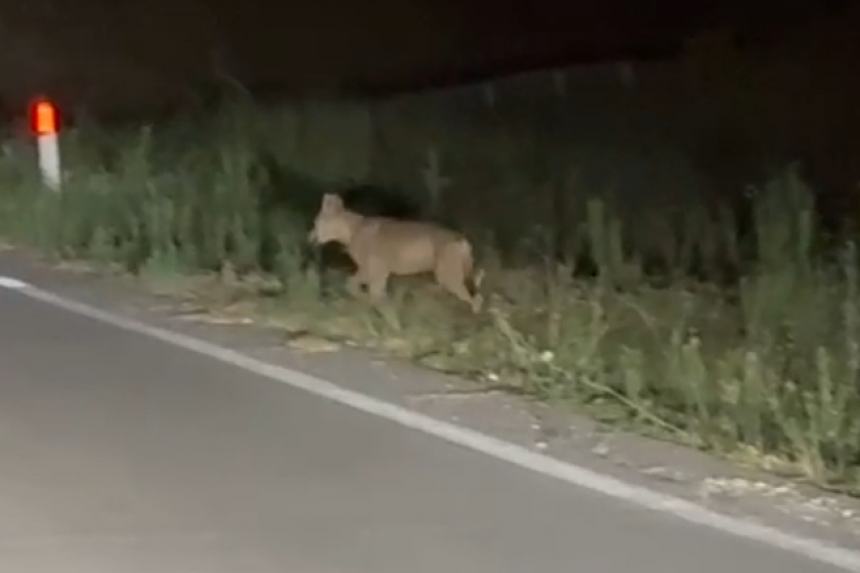 Avvistamento lupo: “È successo questa notte a San Lorenzo, vicino l’ex discarica”