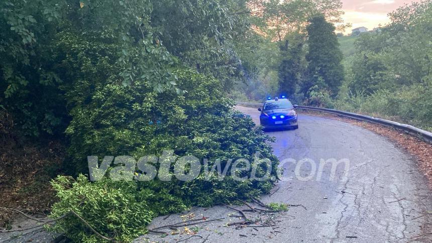 Albero cade su un'auto in transito, illeso il conducente