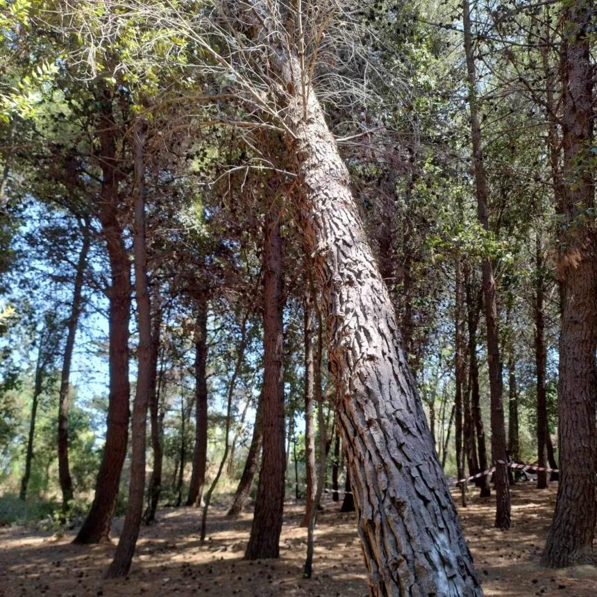 “Pineta Bartali pericolosa”: a settembre la messa in sicurezza 