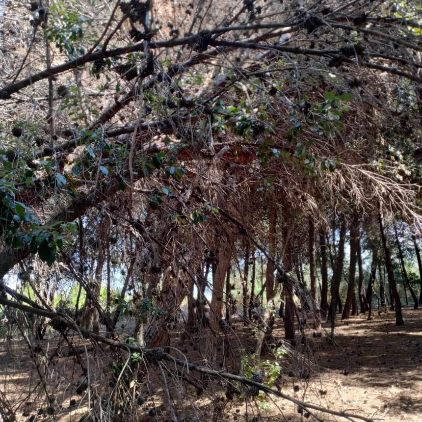 “Pineta Bartali pericolosa”: a settembre la messa in sicurezza 