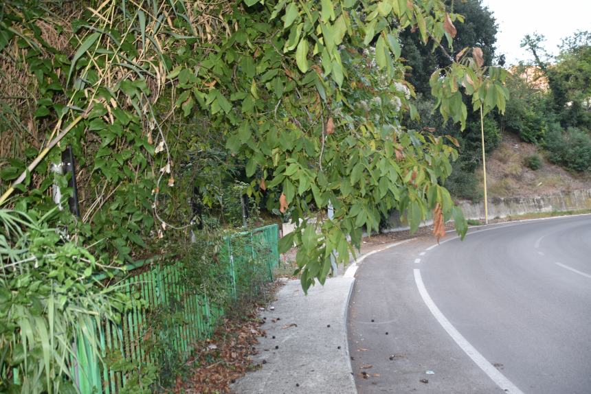 Verde urbano: nelle periferie funziona poco 