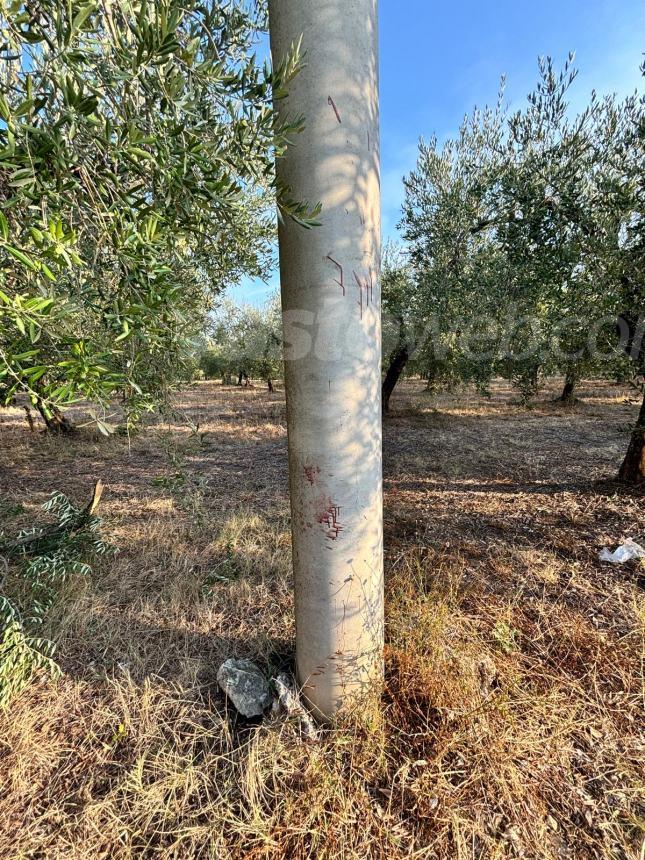 Moto si schianta contro un palo, morti 18enne e 19enne a Fossacesia