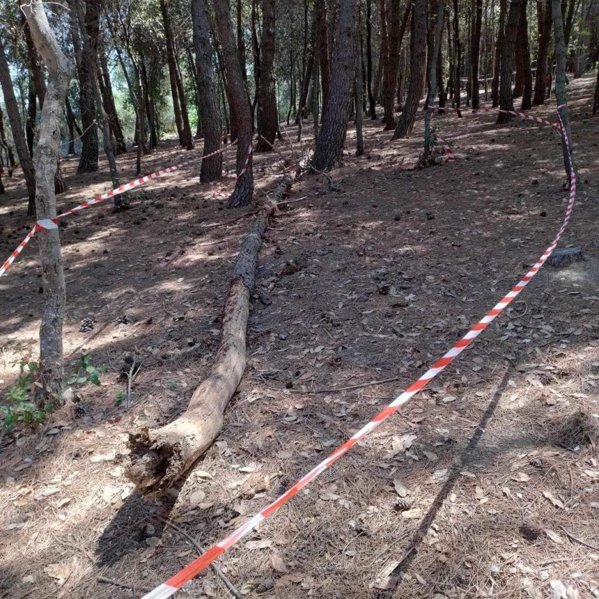 “Pineta Bartali pericolosa”: a settembre la messa in sicurezza 