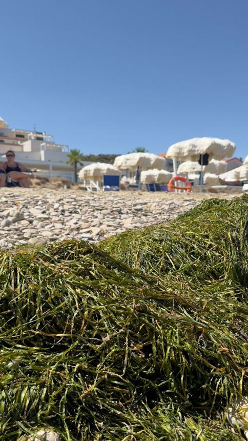 A nord di Casalbordino Lido spunta la Cymodocea nodosa: "Segno di salute del mare" 