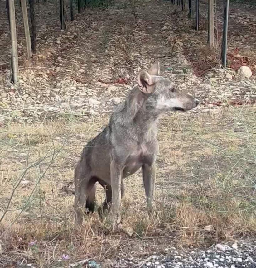 Secondo avvistamento di un lupo a Casalbordino, il video dell’incontro 