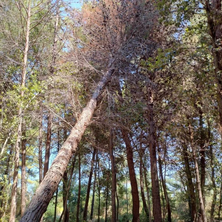 “Pineta Bartali pericolosa”: a settembre la messa in sicurezza 