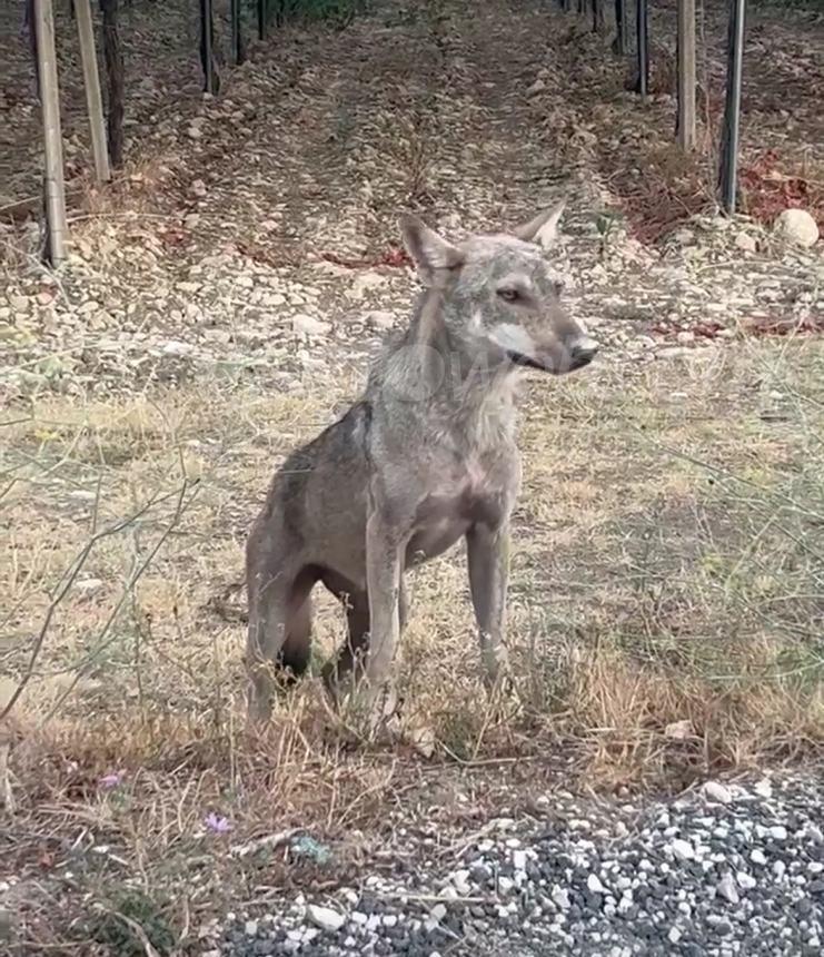 Secondo avvistamento di un lupo a Casalbordino, il video dell’incontro 