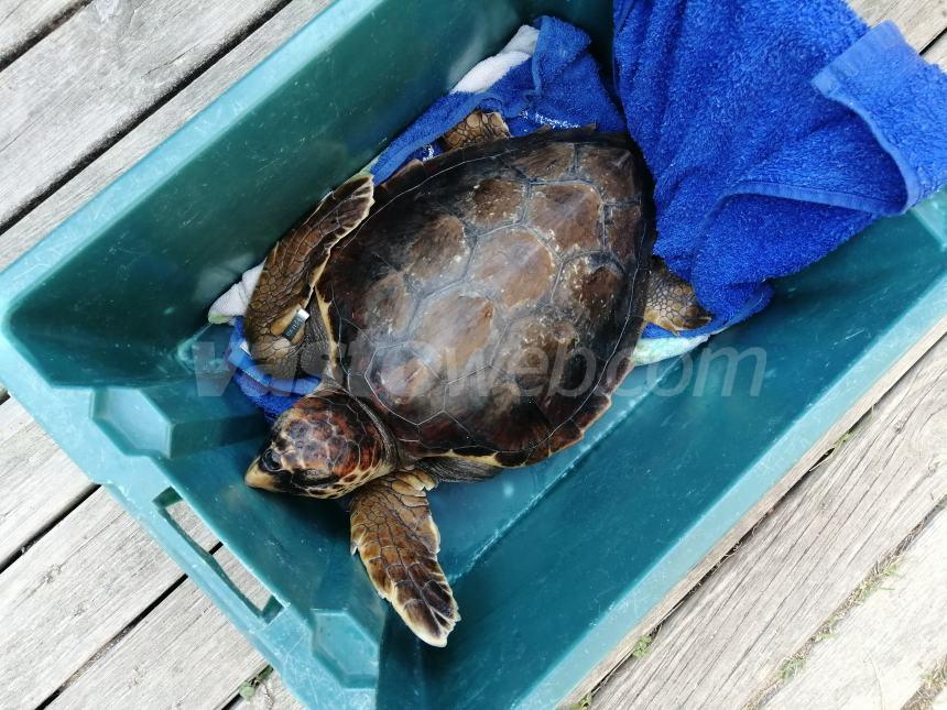 Tartaruga liberata a Punta Penna: "Gesto simbolico per rafforzare il legame comunità-ambiente"