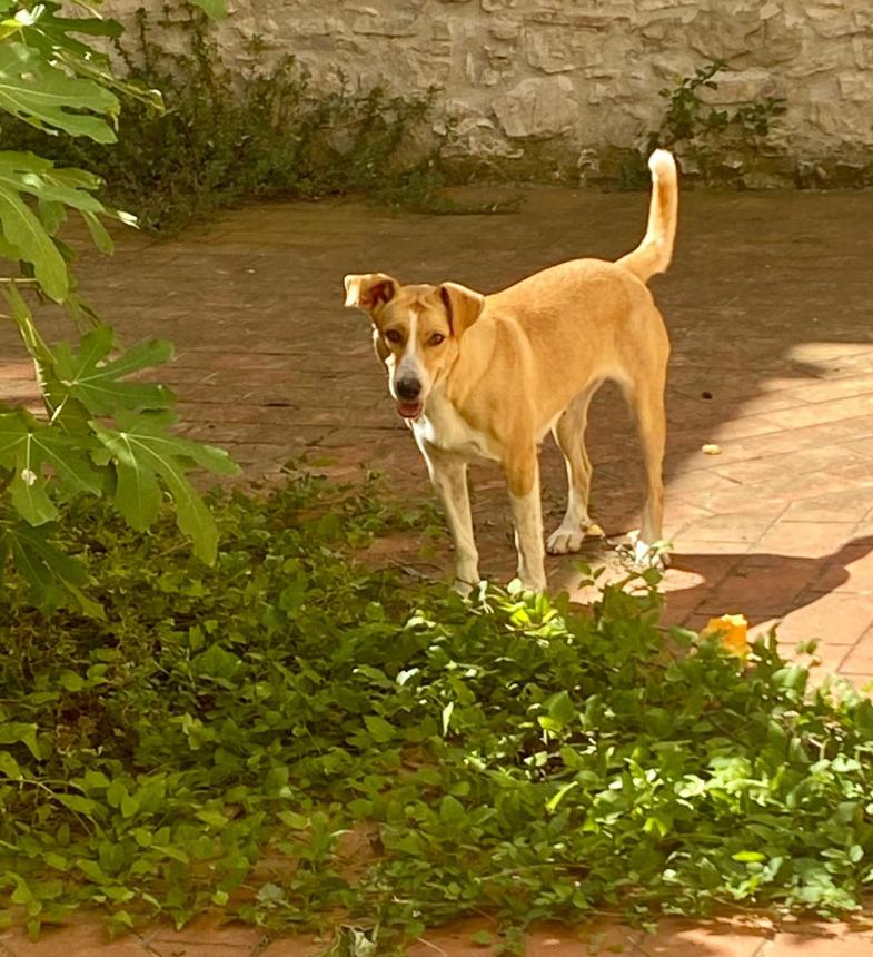 Romeo e Giulietta cercano disperatamente casa, l'appello: "Adottateli insieme" 