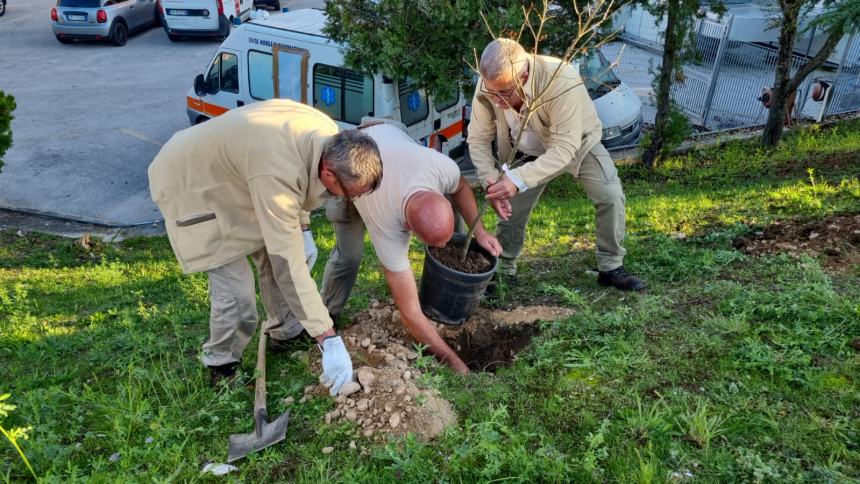 "Un albero per la salute" all'ospedale Cardarelli 