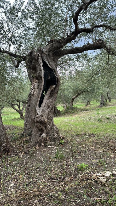 Il benessere psicologico da coltivatore con l'olivicoltura sociale: il caso "Fausto"