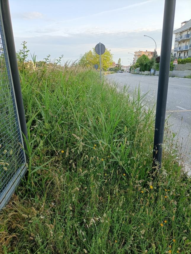 Degrado in Viale Perth, un operaio: "Attendo l'autobus in una steppa abbandonata" 