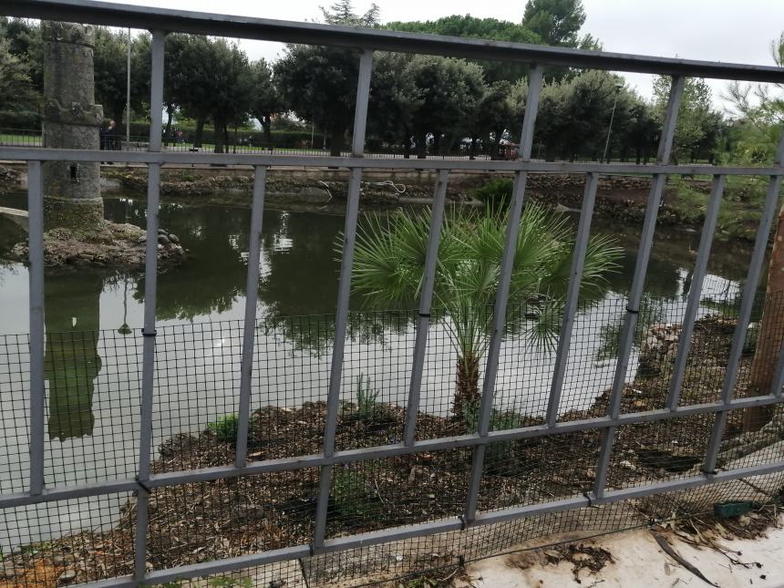 Nuova vita al laghetto della villa con 6 papere e una rete nuove, censite le tartarughe