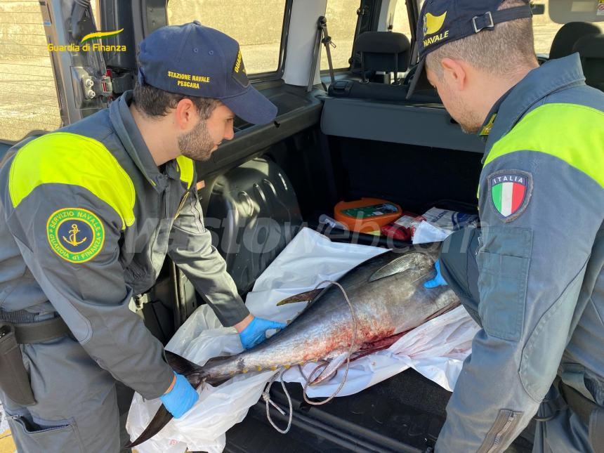 Sequestrato tonno rosso dalla Gdf, era stato pescato di frodo