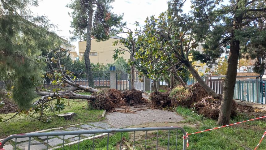 Nuova vita per dieci alberi di magnolia del cimitero: trasferiti nella villa comunale