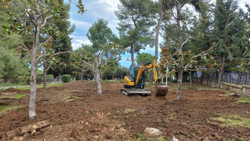 Nuova vita per dieci alberi di magnolia del cimitero: trasferiti nella villa comunale