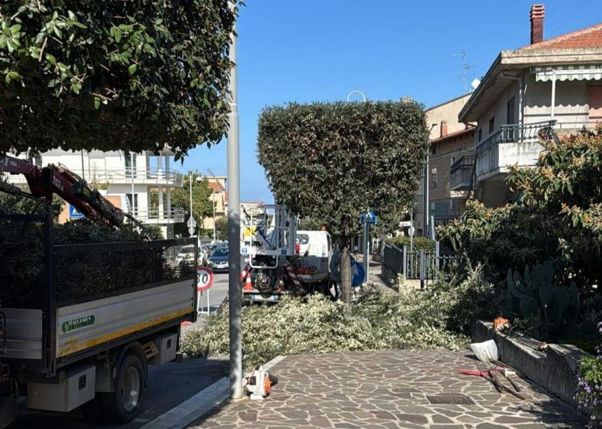 A San Salvo al via la manutenzione delle alberature di via Istonia