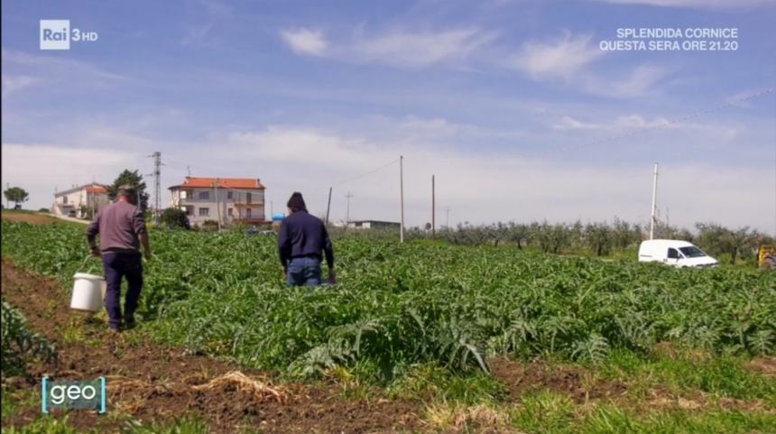 Cupello tra tradizione e amato carciofo su Geo: “Qui hanno imparato come vivere bene!”