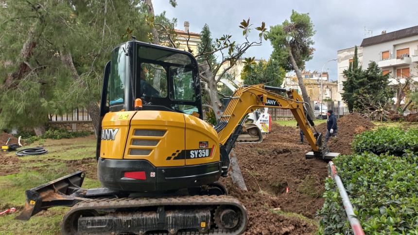 Nuova vita per dieci alberi di magnolia del cimitero: trasferiti nella villa comunale