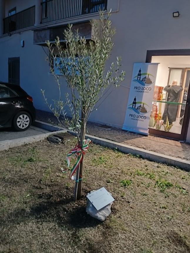 “Chi pianta un albero, pianta una speranza”, a Casalbordino la Festa dell’Albero della Pro Loco