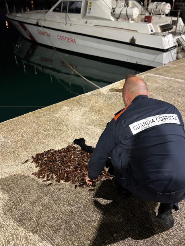  E-fishing: operazione della Guardia Costiera a tutela della filiera della pesca