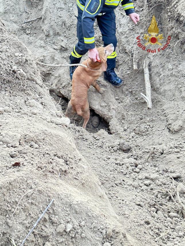 Vigili del fuoco salvano un cane da un cunicolo lungo 15 metri 