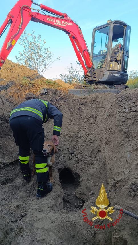 Vigili del fuoco salvano un cane da un cunicolo lungo 15 metri 