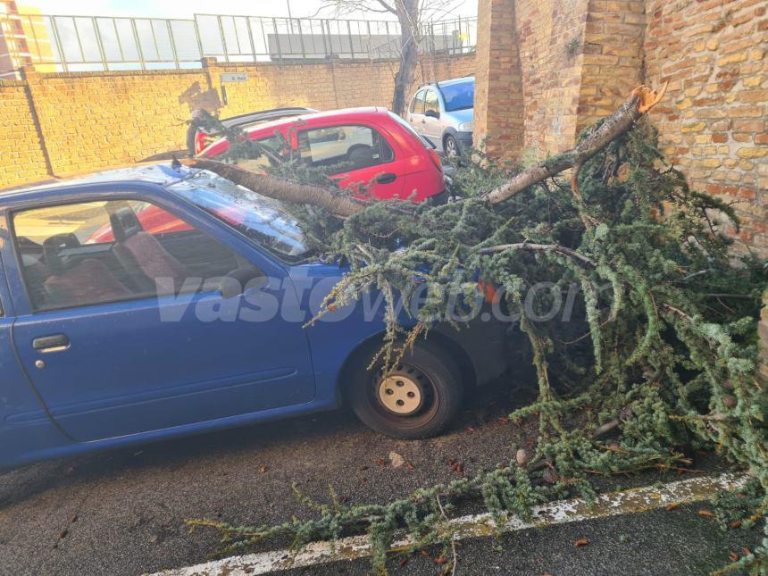 Rami di pino finiscono su una auto in sosta in via Luigi Genova Rulli