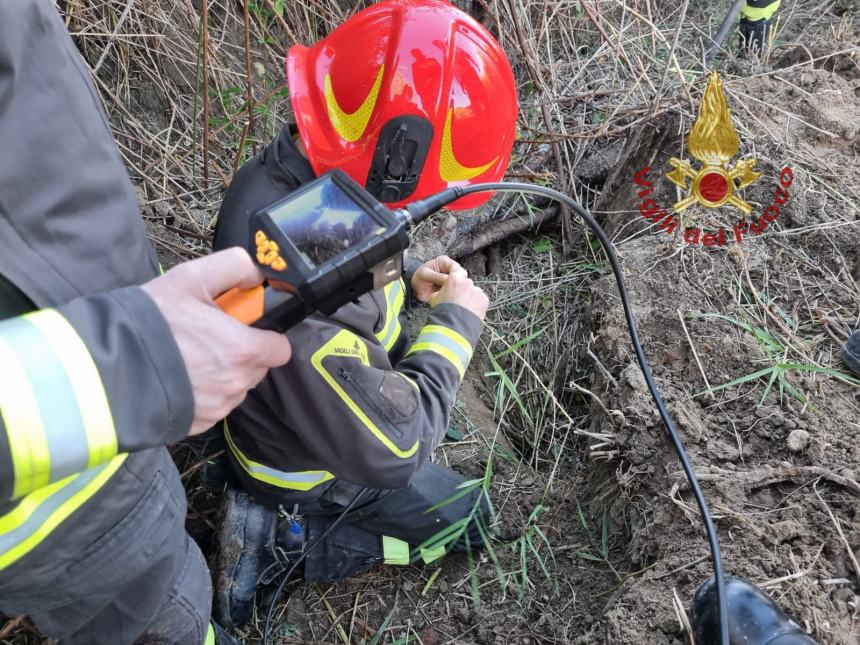 Vigili del fuoco salvano un cane da un cunicolo lungo 15 metri 