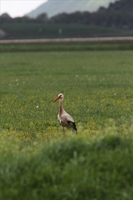 32 meravigliose cicogne bianche in Abruzzo, gli altipiani importanti per l'avifauna in migrazione