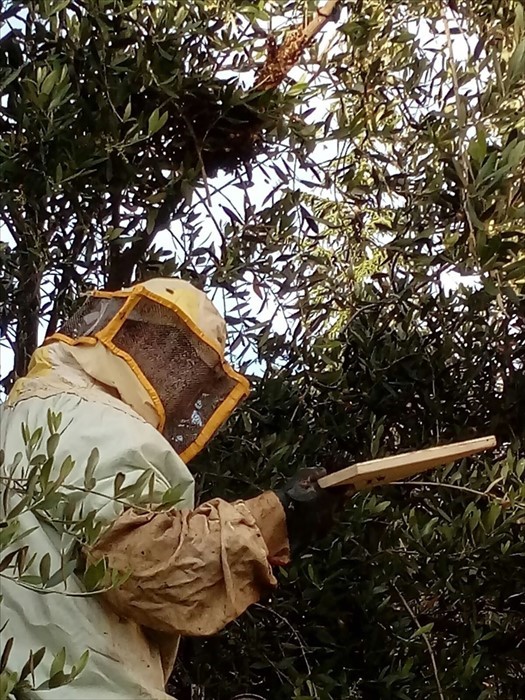 A San Salvo rimosso un alveare pericoloso grazie all'intervento di un apicoltore
