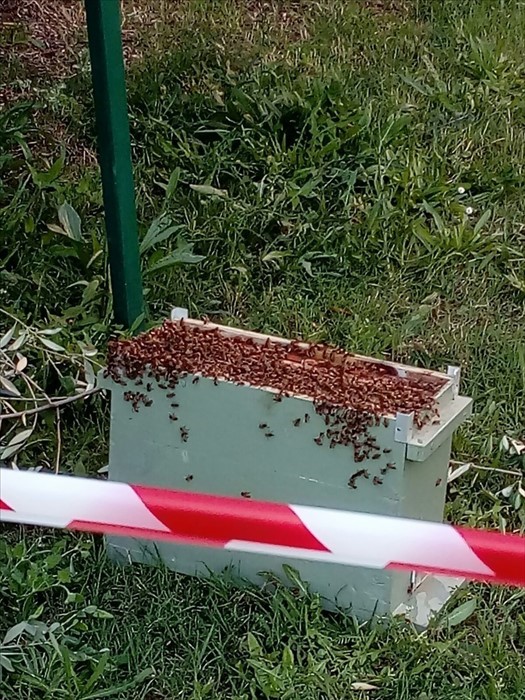 A San Salvo rimosso un alveare pericoloso grazie all'intervento di un apicoltore