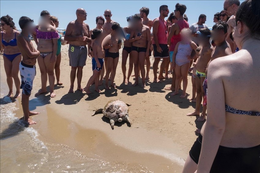 Un'altra tartaruga spiaggiata sul lungomare di San Salvo