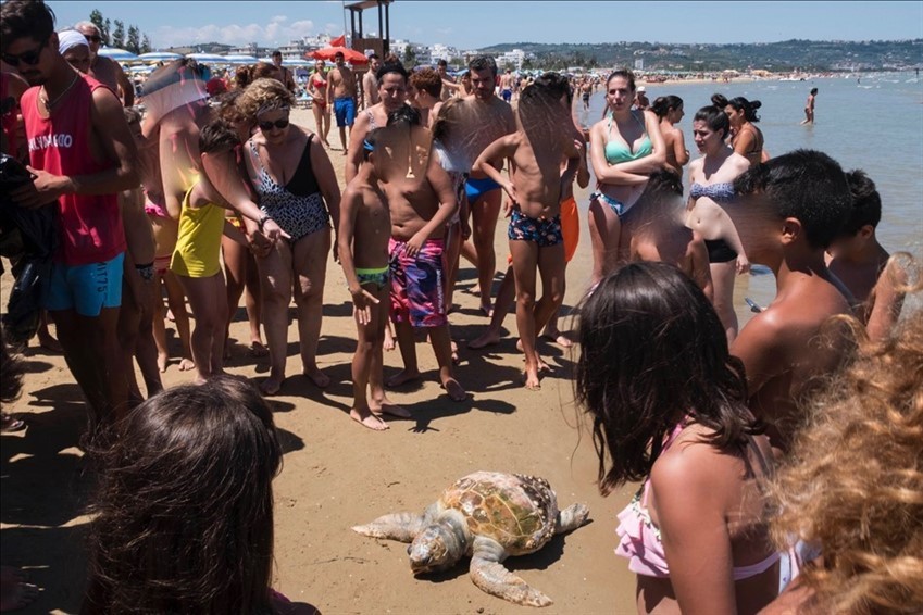 Un'altra tartaruga spiaggiata sul lungomare di San Salvo