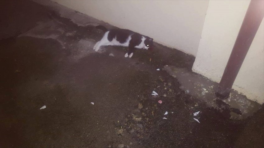 Gatto ucciso  in via Spataro