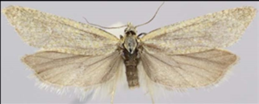 Due nuove specie di insetti, la scoperta targata Unimol