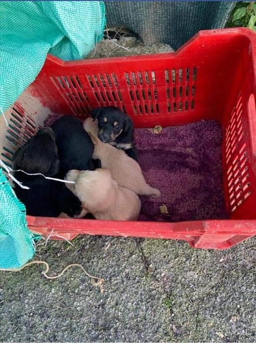 Jovanotti adotta 8 cuccioli abbandonati al canile di Vasto
