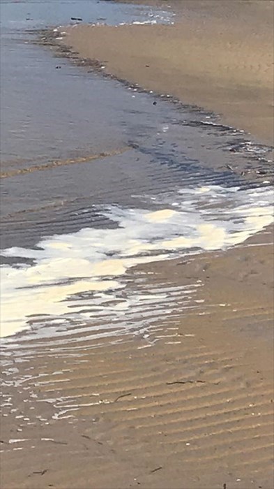 Schiuma gialla e tartaruga Caretta caretta morta sulla spiaggia del Litorale Nord