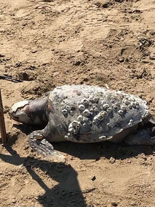 Schiuma gialla e tartaruga Caretta caretta morta sulla spiaggia del Litorale Nord