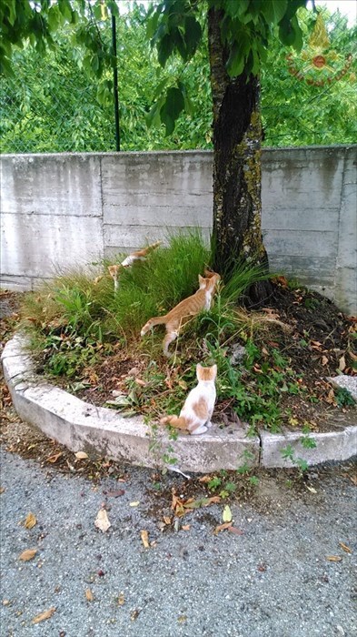 Tre gattini abbandonati salvati dai Vigili del Fuoco
