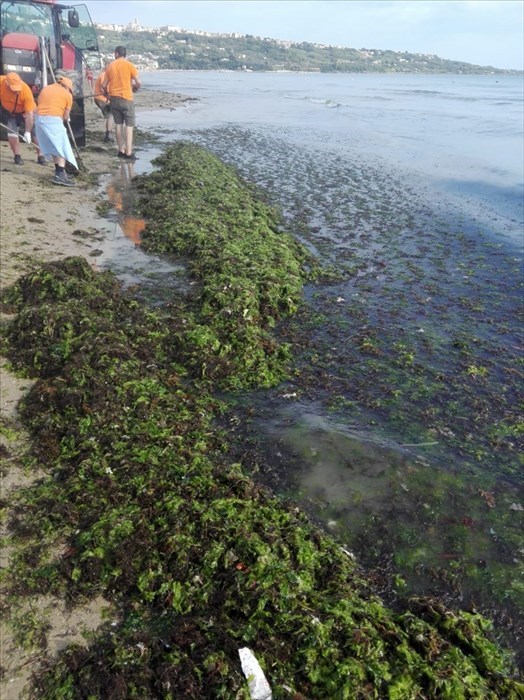Alghe sulla spiaggia post mareggiata, scatta la pulizia